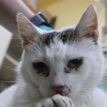 Znaleziono kota, Łódź, 22 marca 2024