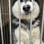 Fado z Przytuliska w Wolsztynie szuka domu. Fado w maju skończy dwa lata. Jest przyjazny dla wszystkich, jednocześnie rozpiera go energia i bardzo szybko się uczy. Uwielbia długie spacery, potrzebuje 