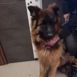 Znaleziono psa, Chełmek, 22 marca 2024