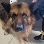 Przyjęty: 2024-03-22 Gmina: Libiąż Płeć: Pies Opis: owczarek niemiecki, czarne-podpalane