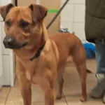 Znaleziono psa, Toruń, 23 marca 2024