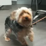 Pies odnaleziony w dniu 22.03.2024 r. przy ul. Fordońskiej.