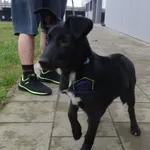 Znaleziono psa, Szczecin, 22 marca 2024