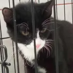 Kocurek poz. 24/104/K