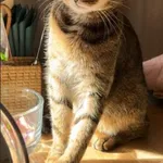 Zaginął kot, Łódź, 23 marca 2024