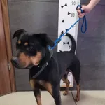 Znaleziono psa, Chełmek, 23 marca 2024