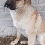 Morus to pies przywieziony w dniu 15.03.2024r z terenu gm. Korczew, średni, młody