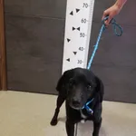 Znaleziono psa, Chełmek, 22 marca 2024