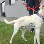 Znaleziono psa, Szczecin, 23 marca 2024