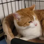 Kocurek poz. 24/105/K