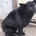 Morcia to suka przywieziona w dniu 16.03.2024r z terenu gm. Trojanów, malutka, bardzo wycofana