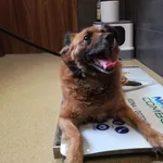 Znaleziono psa, Chełmek, 22 marca 2024