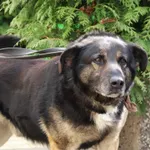 Znaleziono psa, Łódź, 24 marca 2024