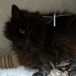 Znaleziono kota, Toruń, 24 marca 2024