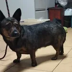 Znaleziono psa, Toruń, 23 marca 2024