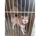 Znaleziono psa, Białystok, 24 marca 2024