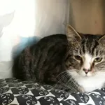 Kot do adopcji, Włocławek, 23 marca 2024