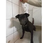 Znaleziono psa, Białystok, 24 marca 2024