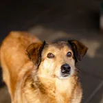 Rudzia - malutka, przyjazna, łagodna sunia!