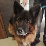 Znaleziono psa, Chełmek, 26 marca 2024