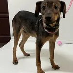 Bytom 616093902520706 mieszaniec brązowy podpalany pies 132/2024