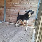 Pies do adopcji, Orzechowce, 22 marca 2024