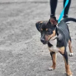 Znaleziono psa, Żywiec, 26 marca 2024