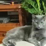 Zaginął kot, Grudziądz, 26 marca 2024