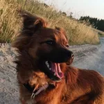 Zaginął pies, Szczyty, 27 marca 2024