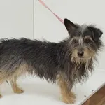 Radzionków 616093902520757 mieszaniec czarny podpalany pies 133/2024