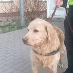 Nr: 114/2024 - Pies z Świdnica W.