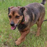 Pies do adopcji, Grudziądz, 6 marca 2024
