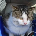 Kot do adopcji, Węgrowo, 13 marca 2024