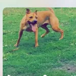 Zaginął pies, Kazimierzewo, 27 marca 2024