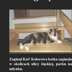 Zaginął kot, Łódź, 27 marca 2024
