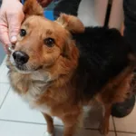 PIES  Z INTERWENCJI STRAŻY MIEJSKIEJ 26.03.2024