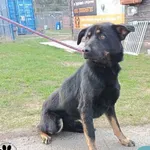 Znaleziono psa, Dąbrówka, 25 marca 2024