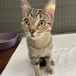 Kot do adopcji, Kielce, 28 marca 2024