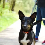 Znaleziono psa, Sosnowiec, 26 marca 2024