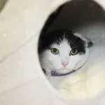 Znaleziono kota, Sosnowiec, 29 marca 2024