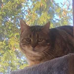 Kot do adopcji, Gdańsk, 29 marca 2024