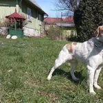 Pies do adopcji, Ropczyce, 29 marca 2024