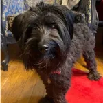 Zaginął pies, Gdańsk, 29 marca 2024