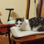 Zaginął kot, Biała Podlaska, 29 marca 2024