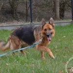 Pies do adopcji, Chełmek, 24 listopada 2023