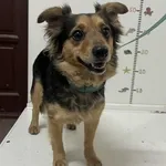 Radzionków 616093902520678 mieszaniec czarna podpalana suka 138/2024