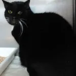 Znaleziono kota, Gdańsk, 29 marca 2024