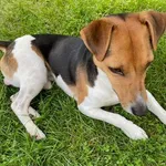 Zaginął pies, Łódź, 29 marca 2024