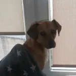 Został znaleziony piesek w okolicy działek rod żabiczki w Konstantynowie łódzkim. Pies nie posiada czipa oraz nie miał obroży. Jest to średni biszkoptowy piesek z białym krawatem.