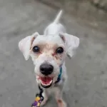 Pies do adopcji, Żywiec, 31 marca 2024